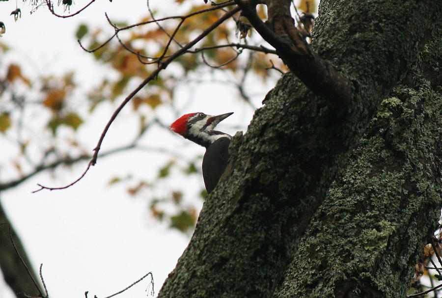Bird Photograph - Lyndonville Pileated Woodpecker by Neal Eslinger