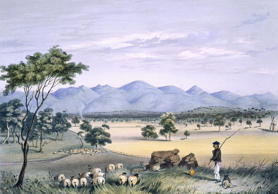 Sheep Drawing - Lynedoch Valley Looking Towards by George French Angas