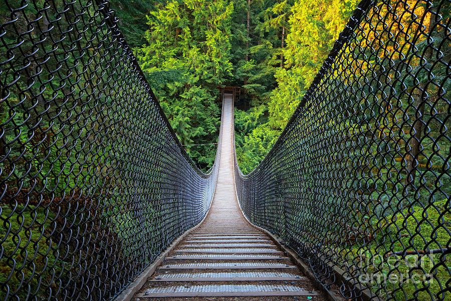 Nature Photograph - Lynn Canyon Suspension Bridge by Charline Xia
