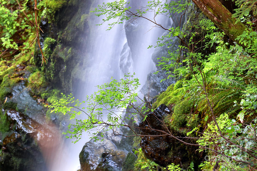 Lynn Canyon Waterfall Photograph by Charline Xia