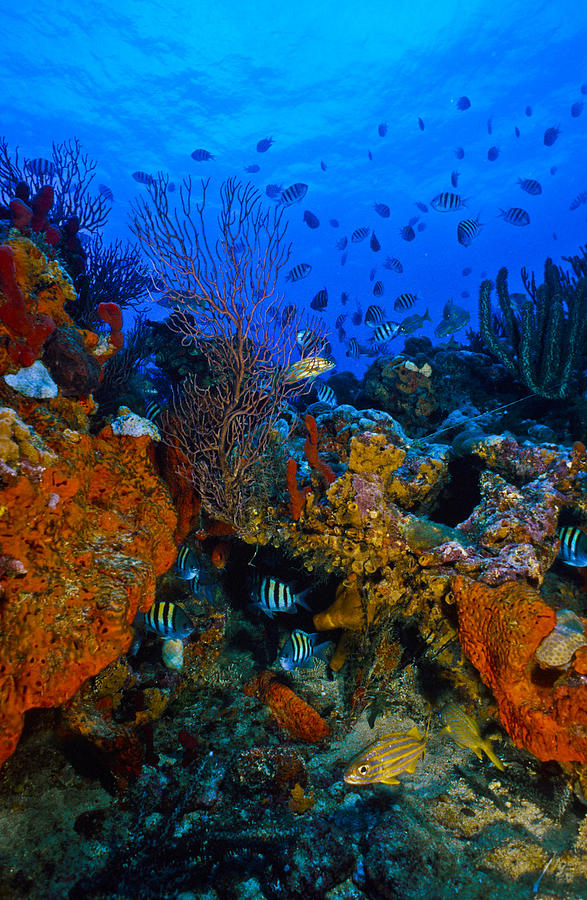 Lynns Reef Photograph by Sandra Edwards