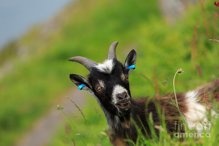 Lynton Goat Valley of the Rocks Exmoor Photograph by Louise Heusinkveld