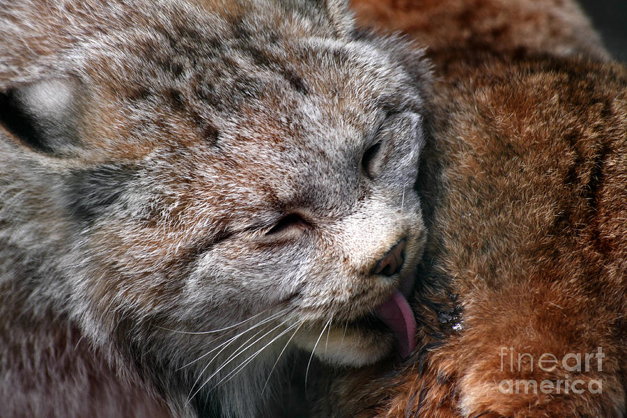 Wildlife Photograph - Lynx Affection by Charline Xia