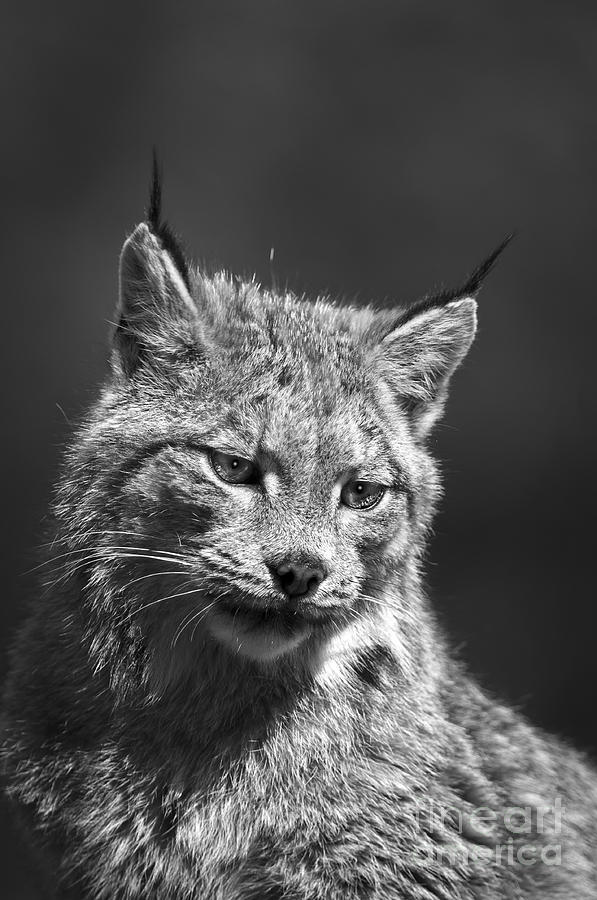 Lynx-animals-image-3 Photograph