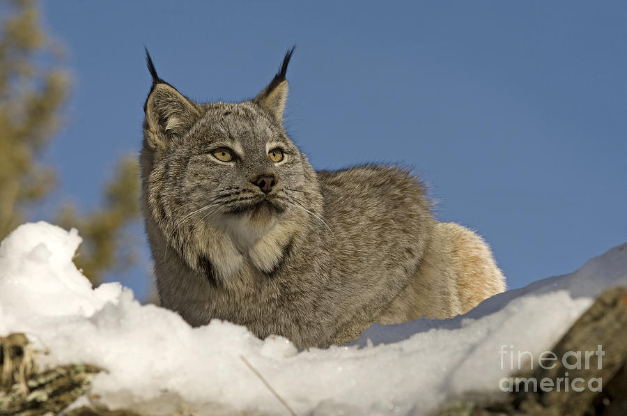Lynx-animals-image Photograph