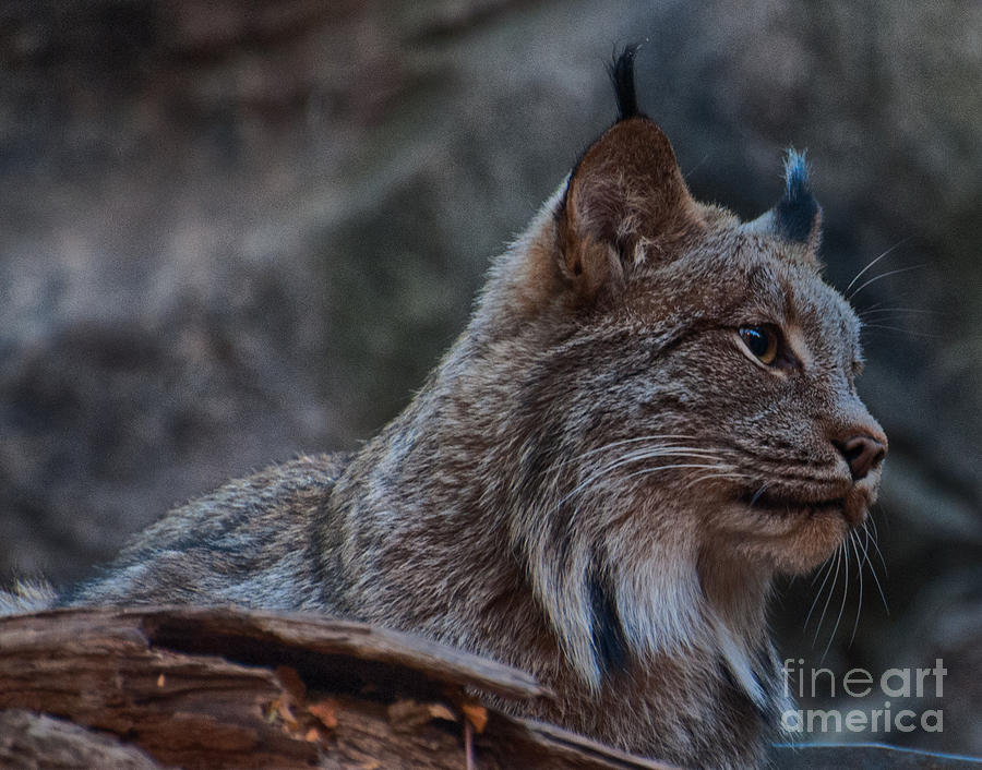 Lynx Photograph by Bianca Nadeau