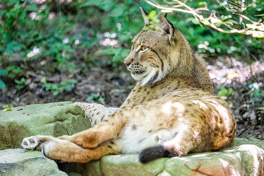 Lynx Photograph by Brett Engle