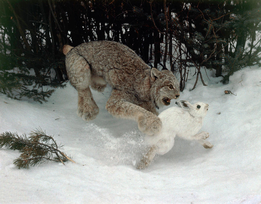 Lynx Catching Snowshoe Hare Photograph by Ed Cesar