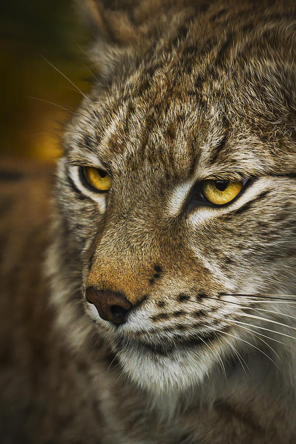 Lynx Photograph by Don Alexander Lumsden - Fine Art America