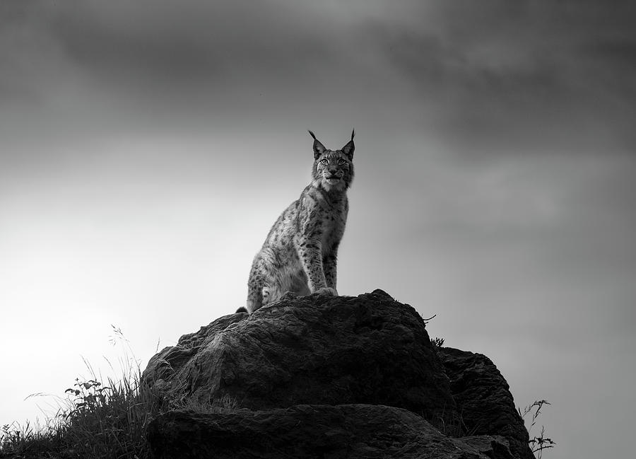 Lynx Drama. Photograph by Sergio Saavedra Ruiz