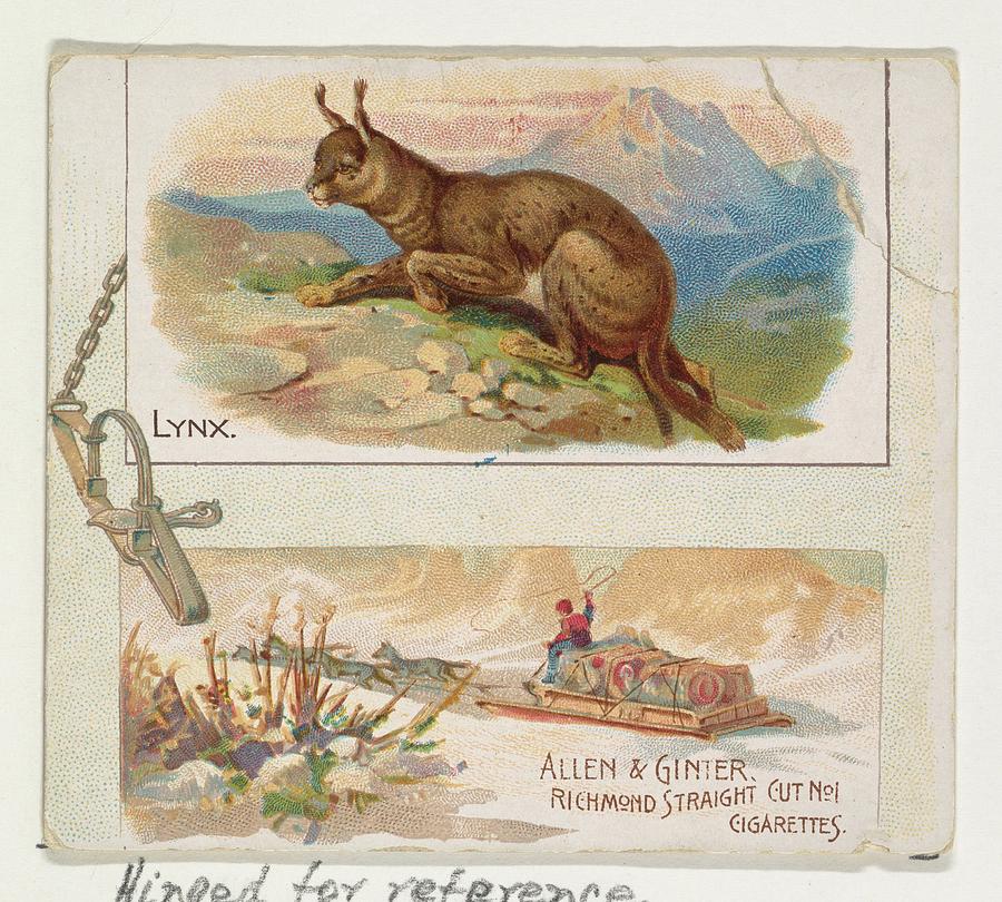 Lindner Drawing - Lynx, From Quadrupeds Series N41 by Issued by Allen & Ginter