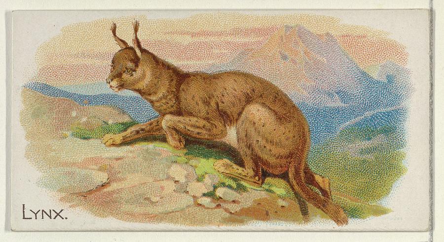 Lindner Drawing - Lynx, From The Quadrupeds Series N21 by Allen & Ginter