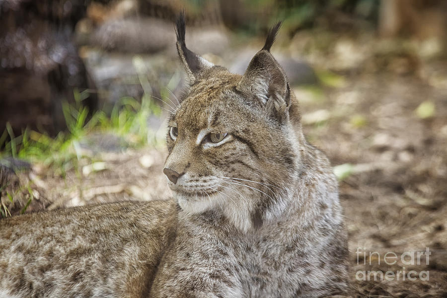 Lynx in close up Photograph by Patricia Hofmeester