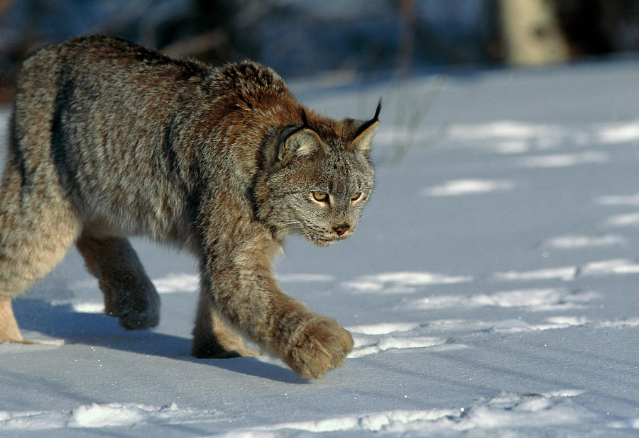 Wildlife Photograph - Lynx In Snow by William Ervin/science Photo Library