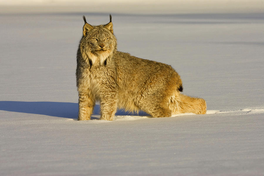Lynx  Photograph by Jack Milchanowski