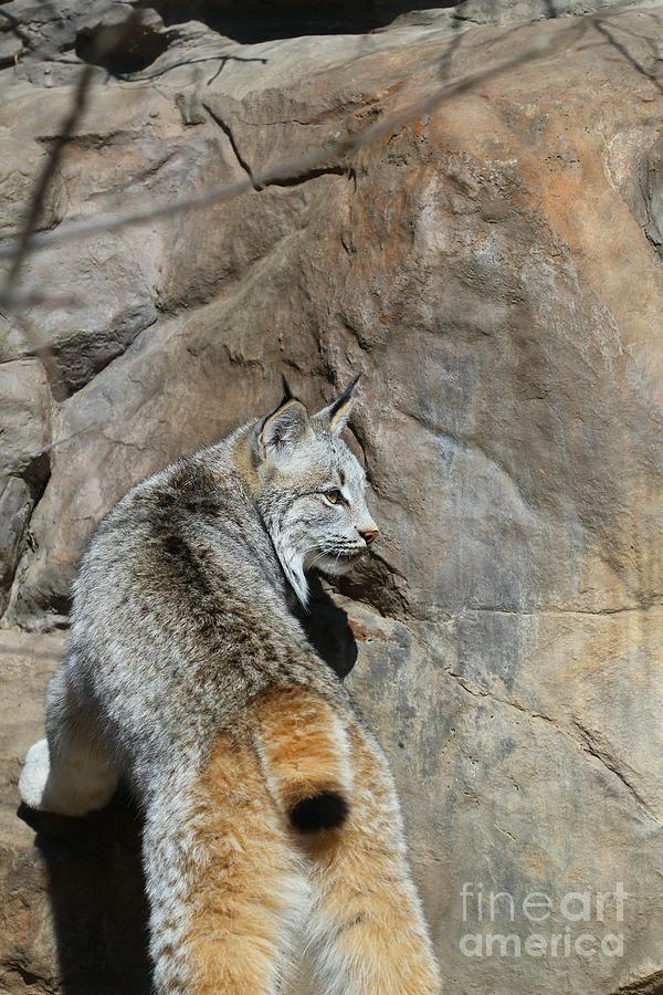 Lynx  Photograph by Jimmy Ostgard