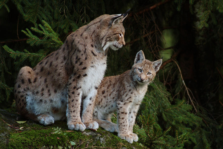 Lynx mother with her cub Photograph by Ulrich Kunst And Bettina Scheidulin