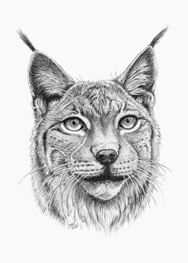 Wildlife Drawing - Lynx Portrait by Iren Faerevaag