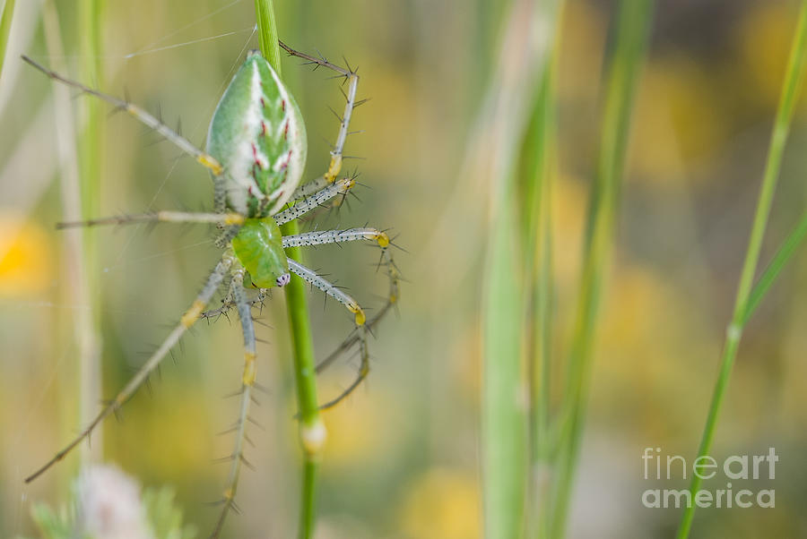 Lynx Spider 1 Photograph by Al Andersen