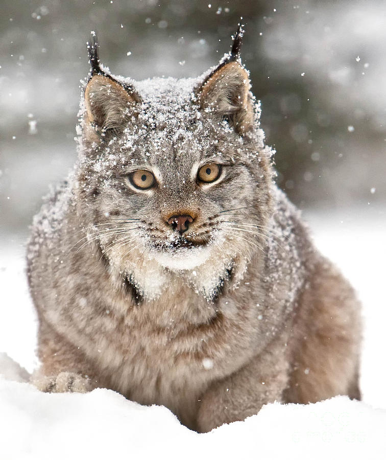 Lynx Stare Photograph by Jerry Fornarotto