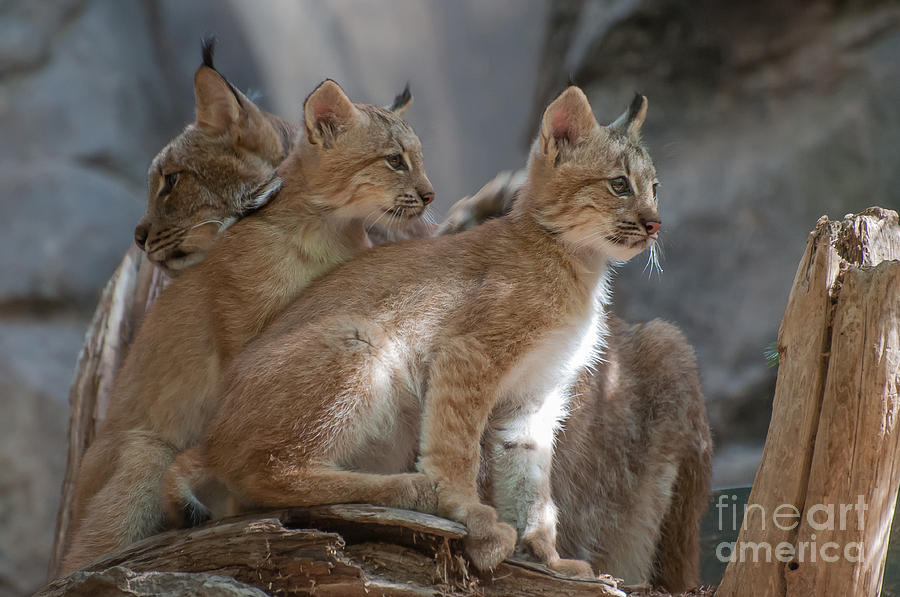 Lynx Trio Photograph by Bianca Nadeau