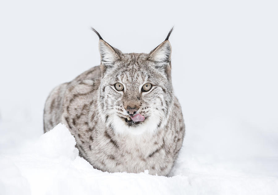 Lynx Wild Cat Photograph by Andy Astbury