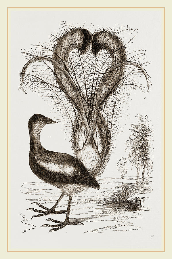 Lyrebird Drawing by Litz Collection Pixels