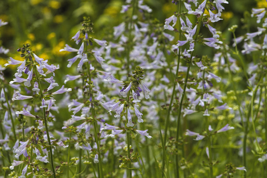 Lyreleaf Sage Wildflowers - Salvia lyrata Photograph by Kathy Clark