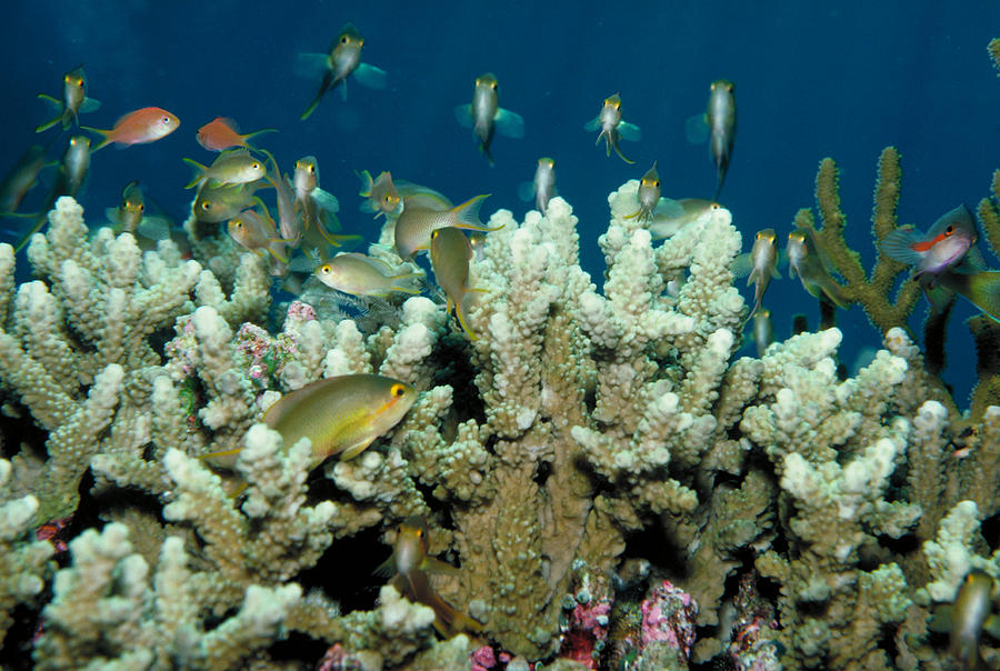 Lyretail Coralfish Photograph by Greg Ochocki