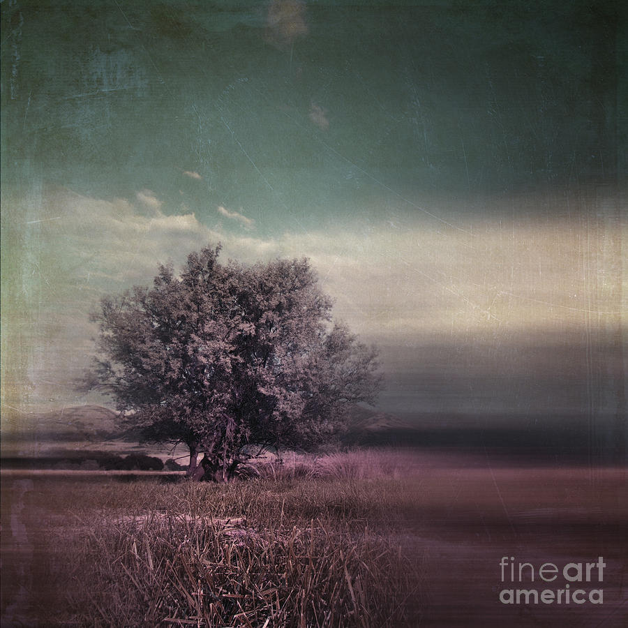 Lyrical Tree - c01dt01 Photograph by Variance Collections