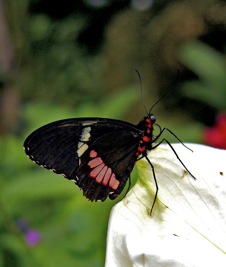 Lysander Cattleheart Butterfly. Photograph by Chris  Kusik
