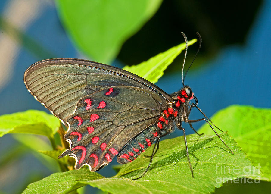 Lysander Cattleheart Butterfly Photograph by Millard H. Sharp