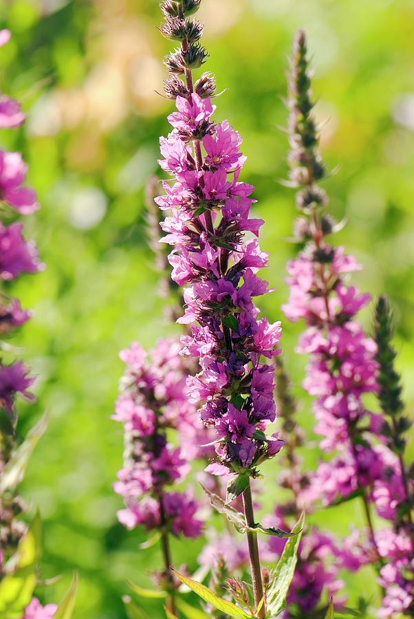 Lythrum Salicaria 'fire Candle' Photograph by Adrian Thomas - Fine Art ...