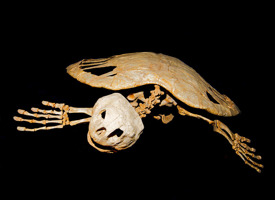 Lytoloma, Turtle Fossil Photograph by Millard H. Sharp