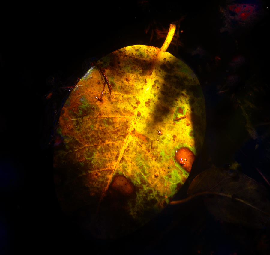 Leaf of time Photograph by David Lee Thompson