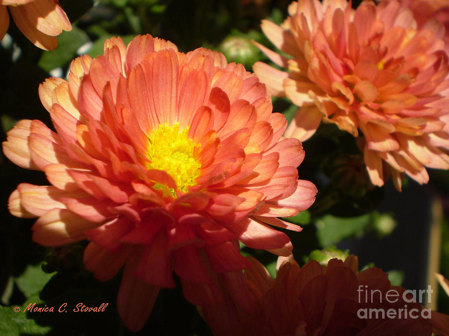 M Bright Orange Flowers Collection No. BOF1 Photograph by Monica C Stovall