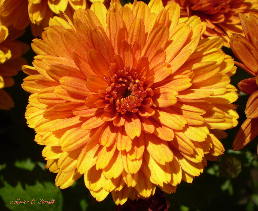 M Bright Orange Flowers Collection No. BOF5 Photograph by Monica C Stovall