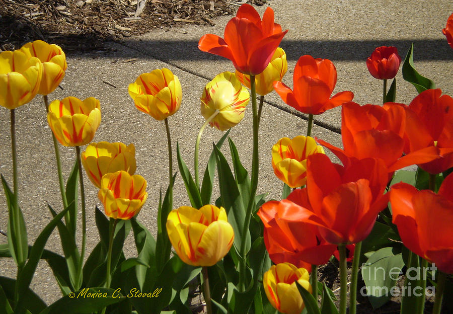 M Color Combination Flowers Collection No. CC4 Photograph by Monica C Stovall
