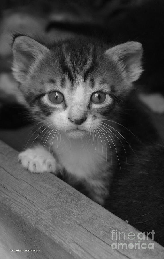 Cat Photograph - M Kitten by Tannis  Baldwin