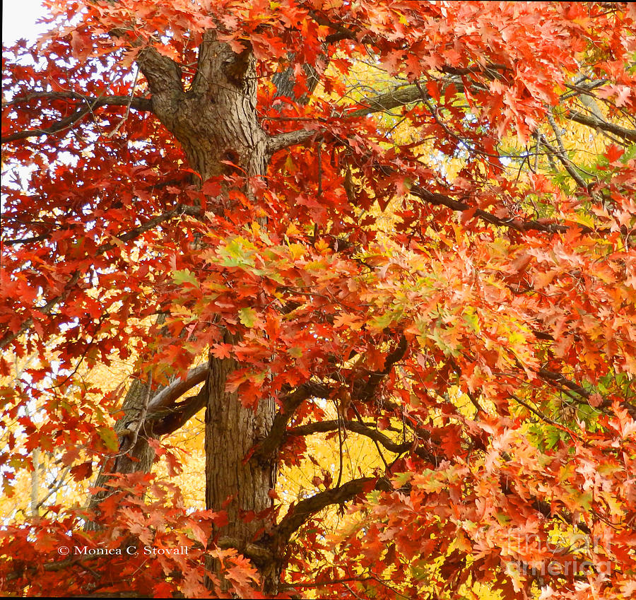 Oak Tree in Fall - M Landscapes Fall Collection No. LF4 Photograph by Monica C Stovall