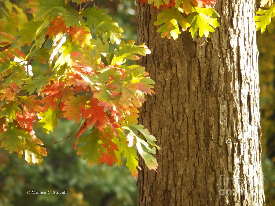 Oak Tree Fall Colors - M Landscapes Fall Collection No. LF6 Photograph by Monica C Stovall