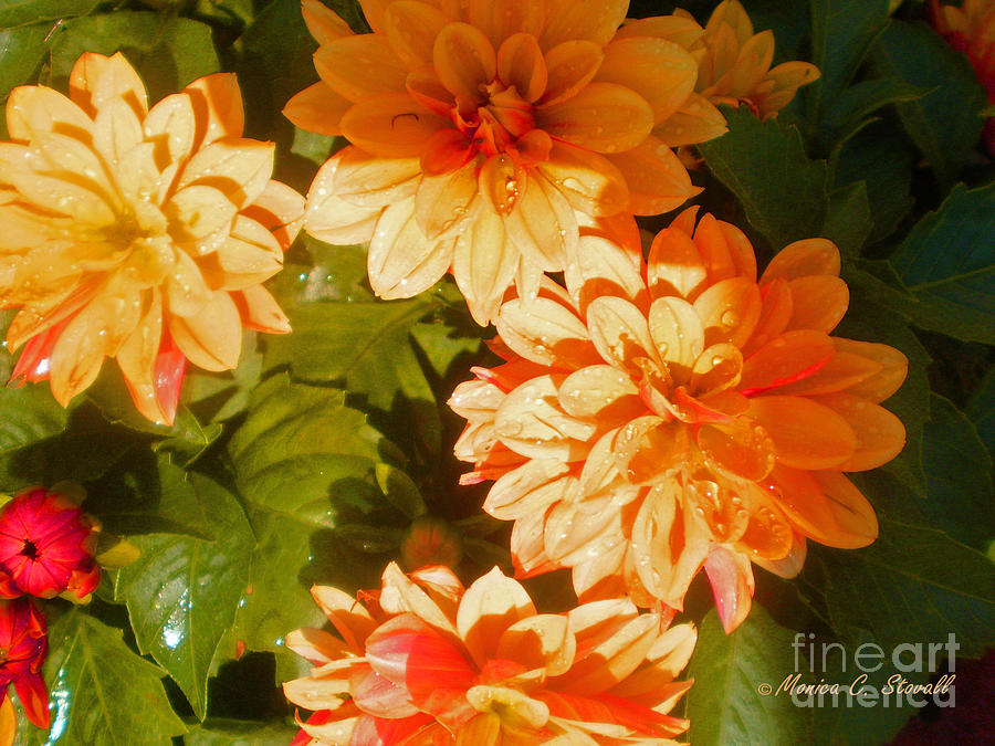 M Shades Orange Flowers Collection No. O3 Photograph by Monica C Stovall