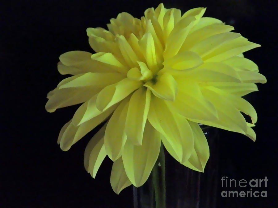 M Still Life Collection Yellow Flower Clear Vase N. SLC16 Close Up Photograph by Monica C Stovall