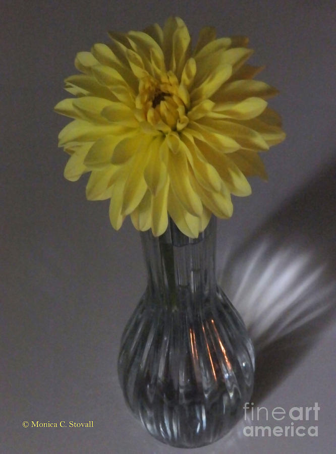 M Still Life Collection Yellow Flower Clear Vase No. SLC10 Photograph by Monica C Stovall