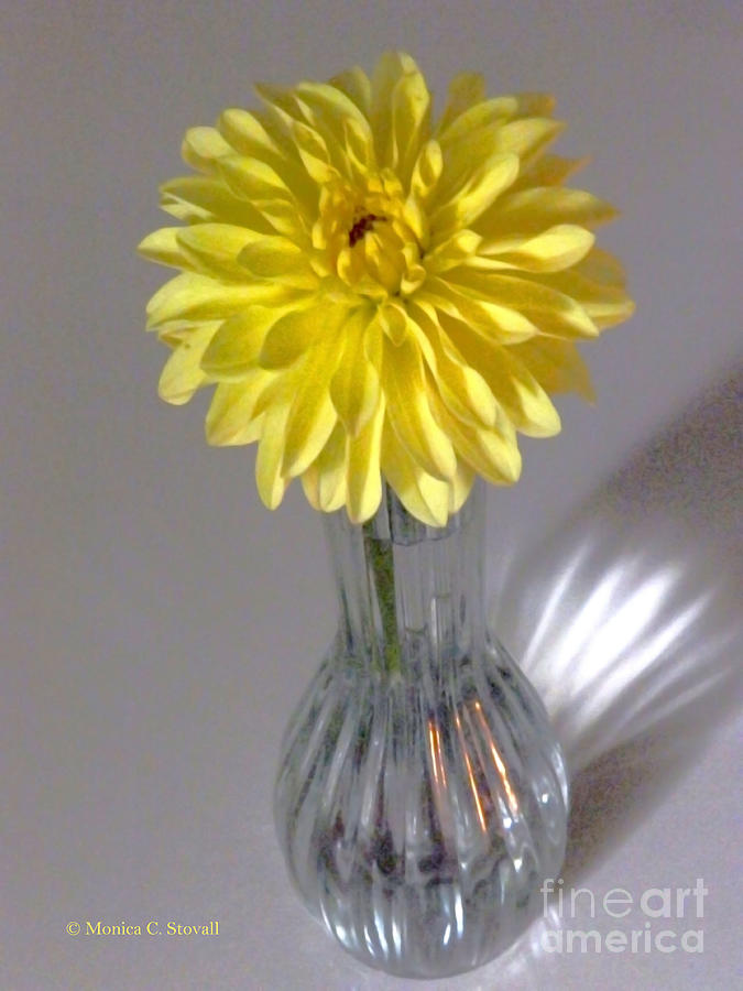 M Still Life Collection Yellow Flower Clear Vase No. SLC12 Photograph by Monica C Stovall