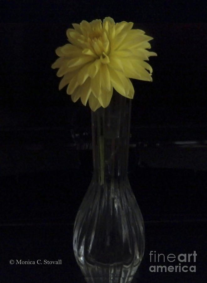 M Still Life Collection Yellow Flower Clear Vase No. SLC14 Dark Background Photograph by Monica C Stovall
