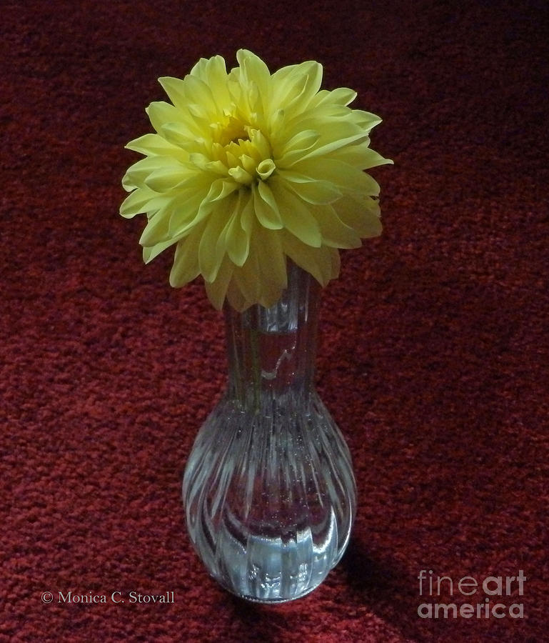 M Still Life Collection Yellow Flower Clear Vase Red No. SLC20 Photograph by Monica C Stovall