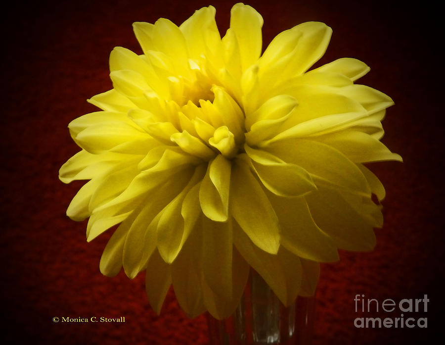 M Still Life Collection Yellow Flower Clear Vase Red Vignette No. SLC18 Photograph by Monica C Stovall