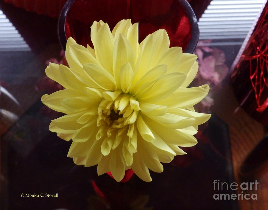 M Still Life Collection Yellow Flower Red Wine Pink No. SCL19 Photograph by Monica C Stovall