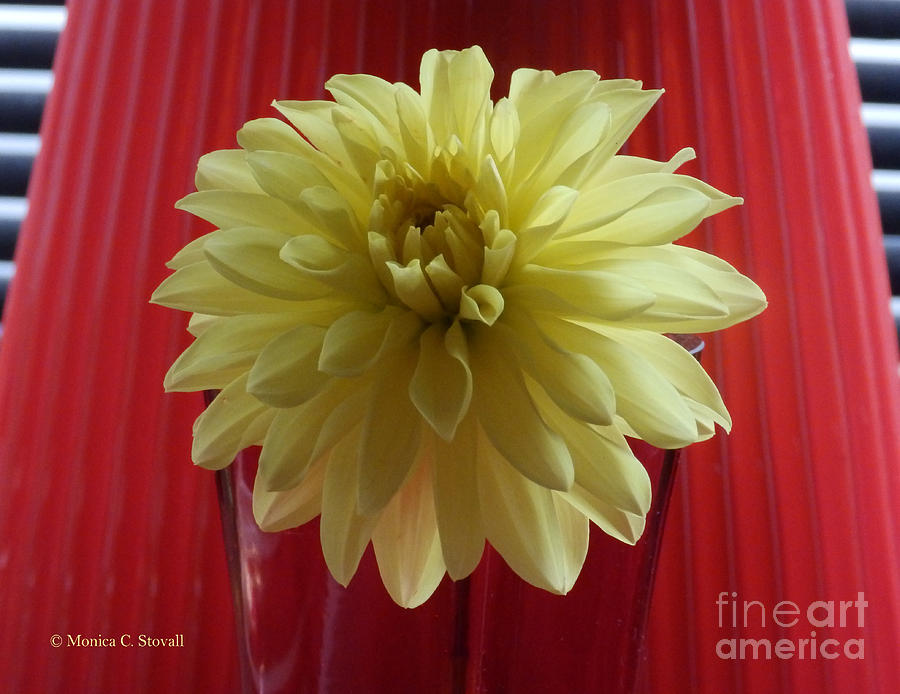 M Still Life Collection Yellow Flower Red Wine Vase No. SLC20 Photograph by Monica C Stovall